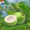 Dười tươi xuất khẩu